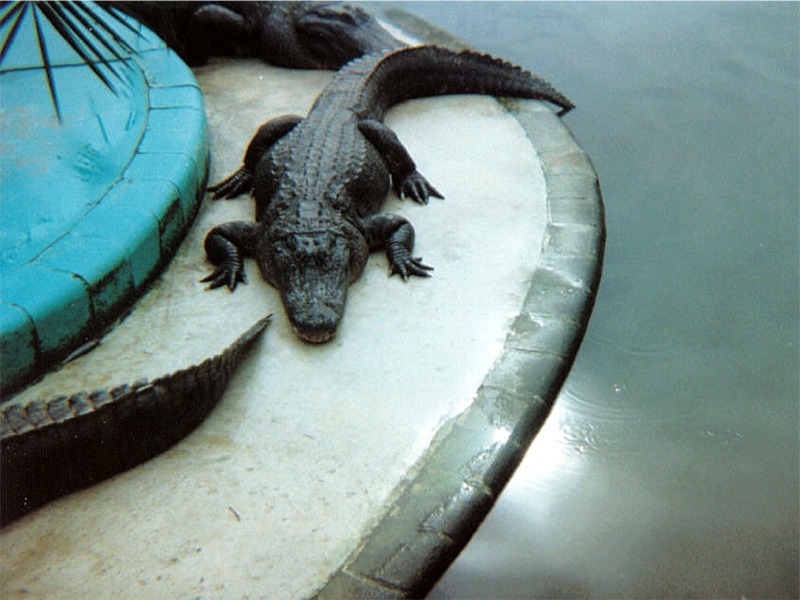 fl gatorland 06.jpg